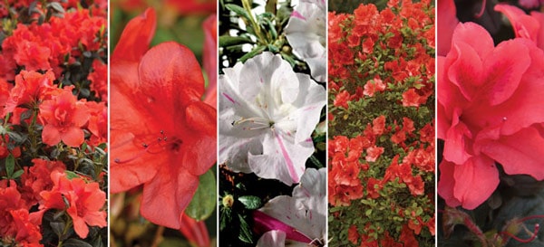 Encore Azalea red and white blooms collage