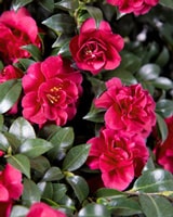 Camellias close-up