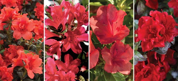 Encore Azalea red blooms collage