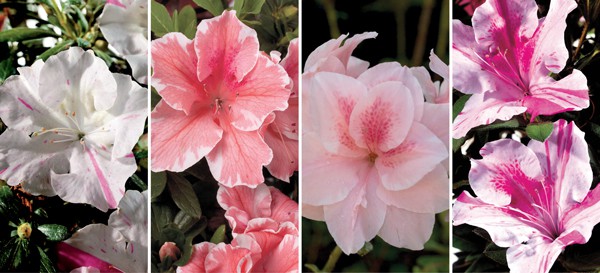 Encore Azalea pink blooms collage
