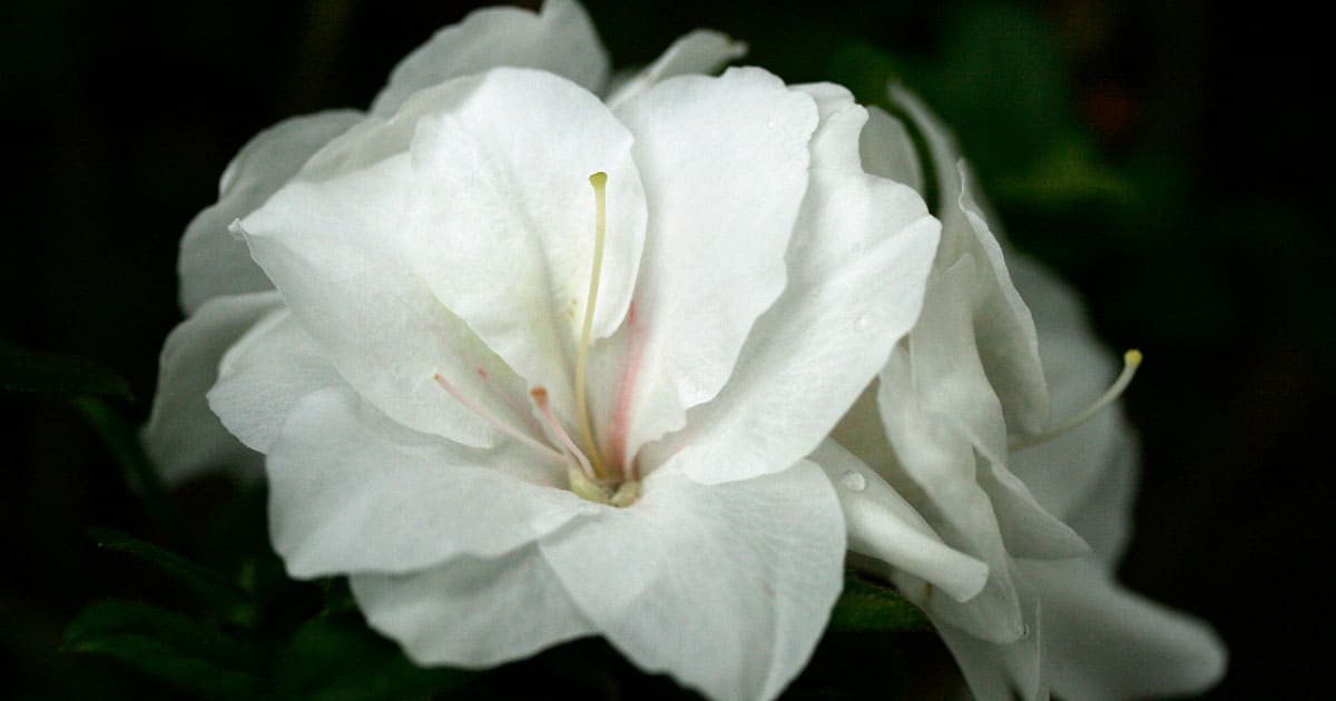 Encore Azalea white blooms