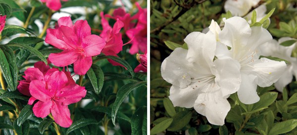 Encore Azalea pink and white blooms collage