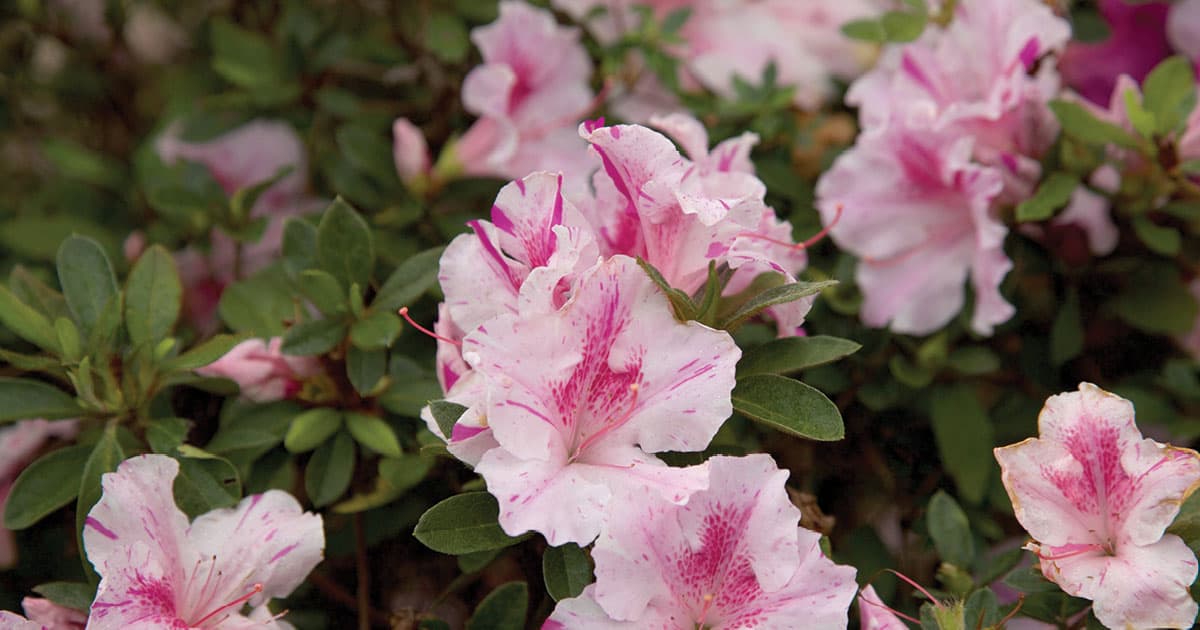 Encore Azalea pink and white blooms
