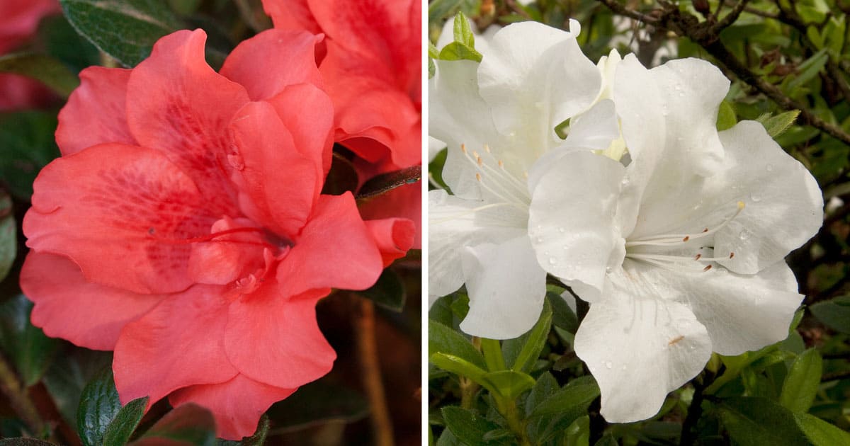 Encore Azalea pink and white blooms collage