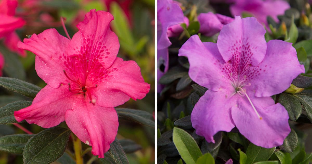Encore Azalea pink and purple blooming collage