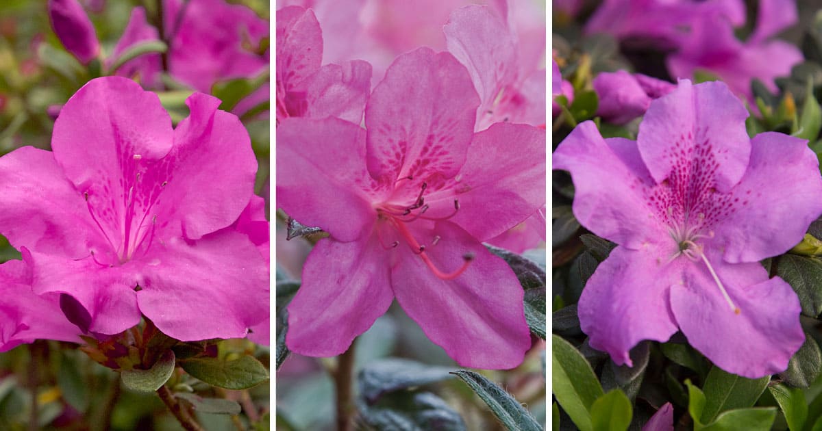 Encore Azalea pink blooms collage