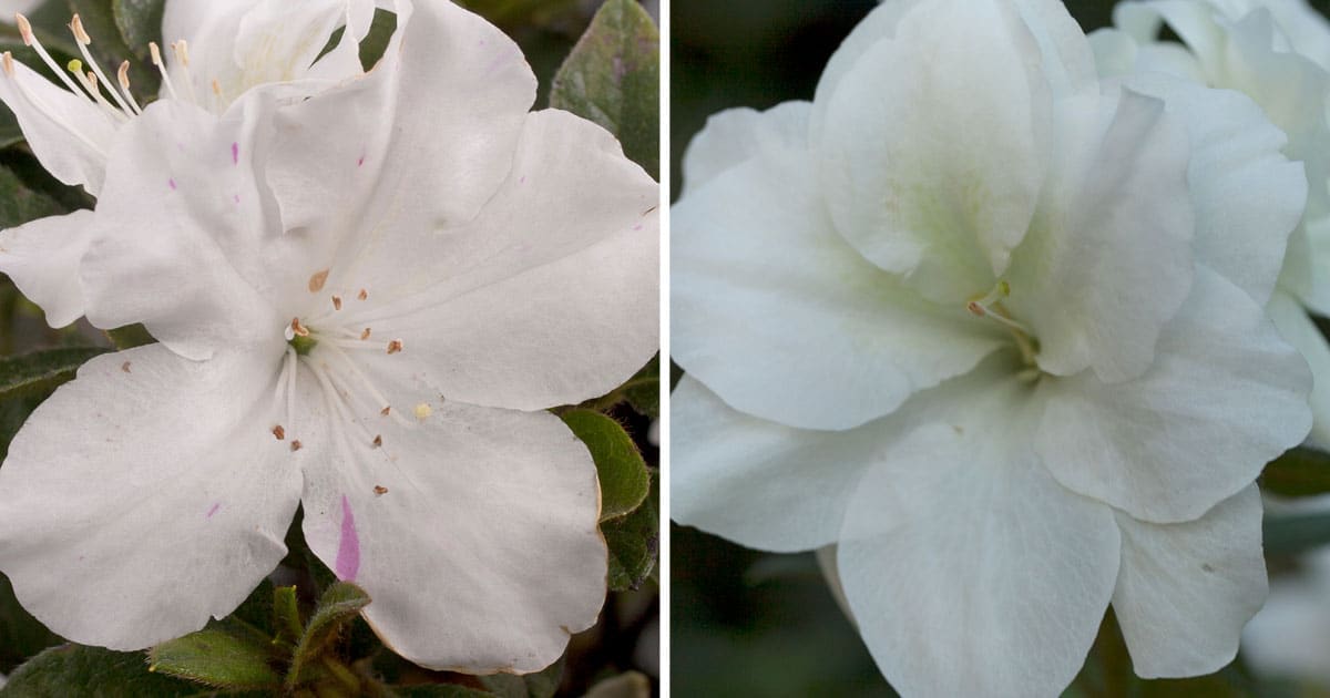 Encore Azalea white blooms collage