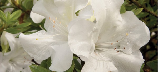 Encore Azalea close-up white blooms