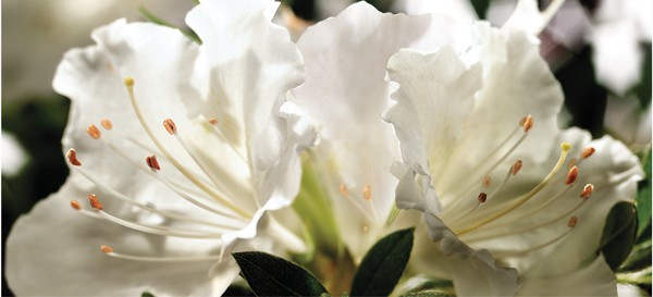 Encore Azalea close-up white blooms