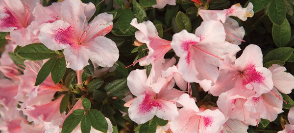 Encore Azalea close-up pink and white blooms