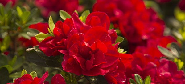 Encore Azalea close-up red blooms