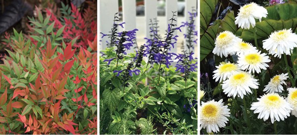 plant combinations collage