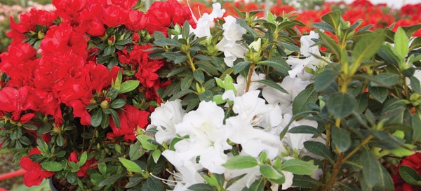 Encore Azalea red and white blooms