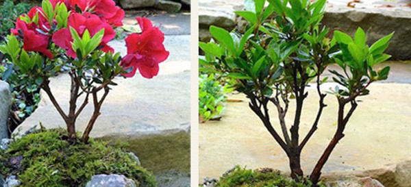 Encore Azalea blooming before and after collage