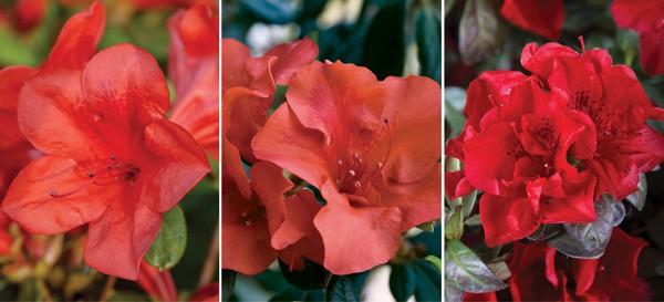 Encore Azalea red blooms collage