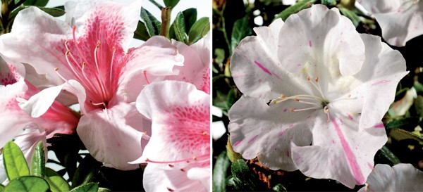 Encore Azalea white and pink blooms
