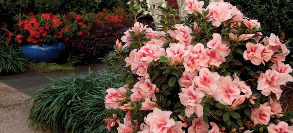 Encore Azalea pink blooming container