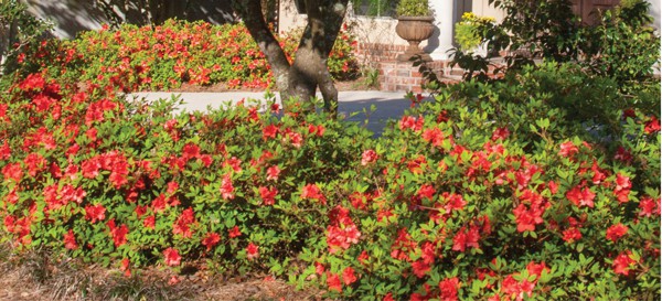 Encore Azalea red blooming landscape