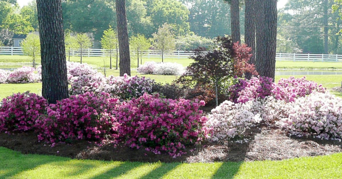 Encore Azalea blooming white and pink landscape