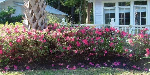 Encore Azalea front yard landscape pink blooms