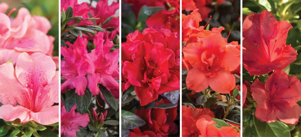 Encore Azalea pink and red blooms collage