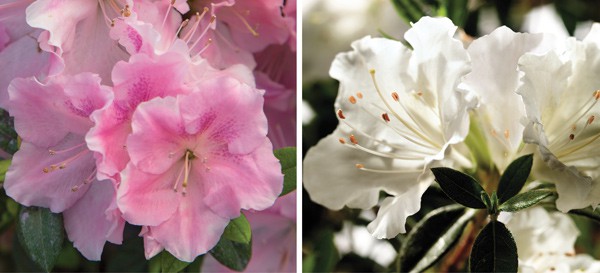 Encore Azalea pink and white bloom collage