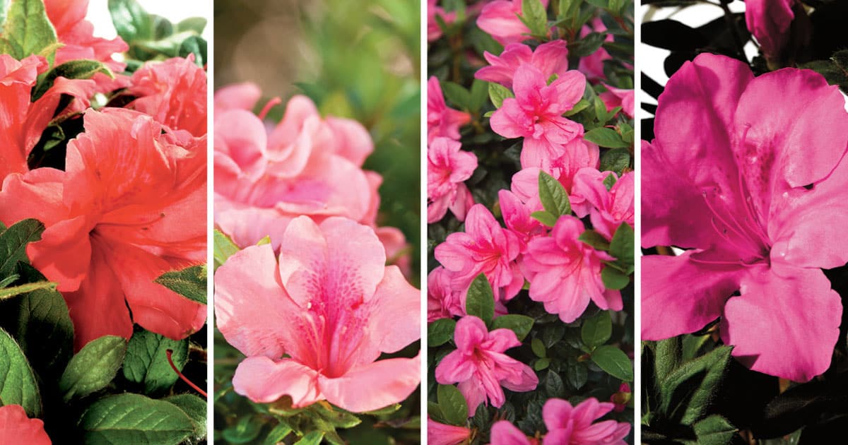 Encore Azalea pink and red collage