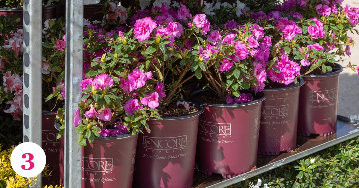 Encore Azalea branded containers number three